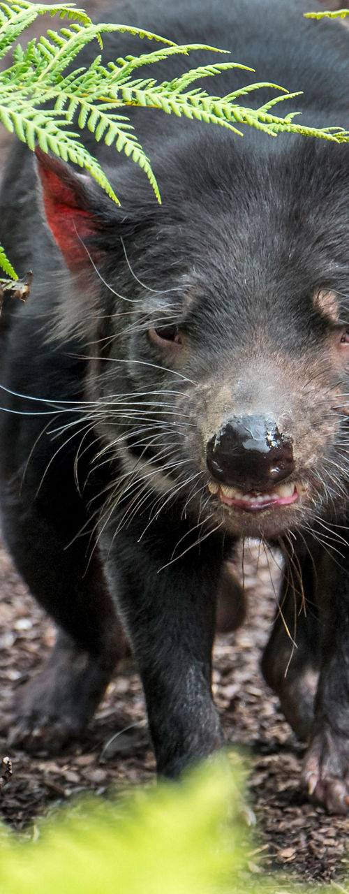 Tasmanian Devil in Forest Setting