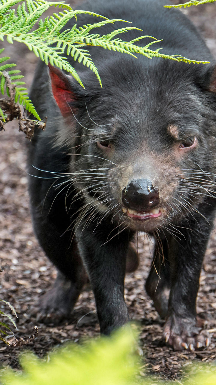 Tasmanian Devil in Forest Setting