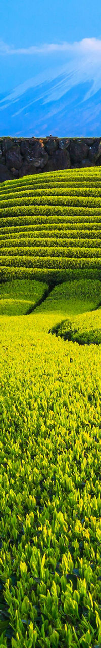 Green tea fields with Mount Fuji view