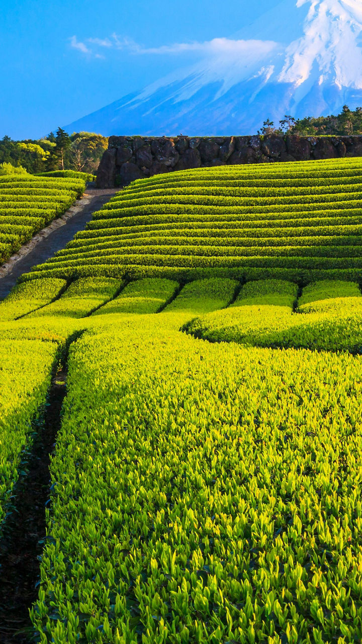 Green tea fields with Mount Fuji view