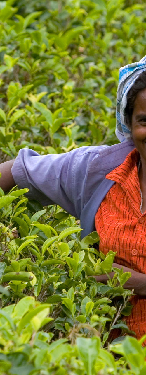Worker harvesting tea leaves in plantation