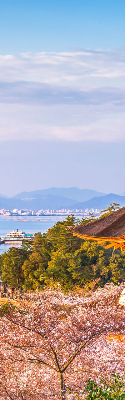 Scenic view of Miyajima with cherry blossoms