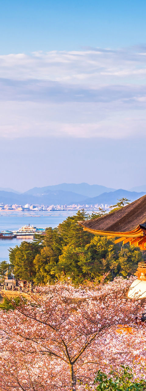 Scenic view of Miyajima with cherry blossoms