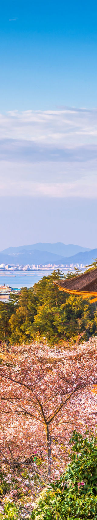 Scenic view of Miyajima with cherry blossoms