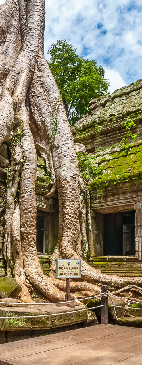 Ancient temple ruins with tree roots
