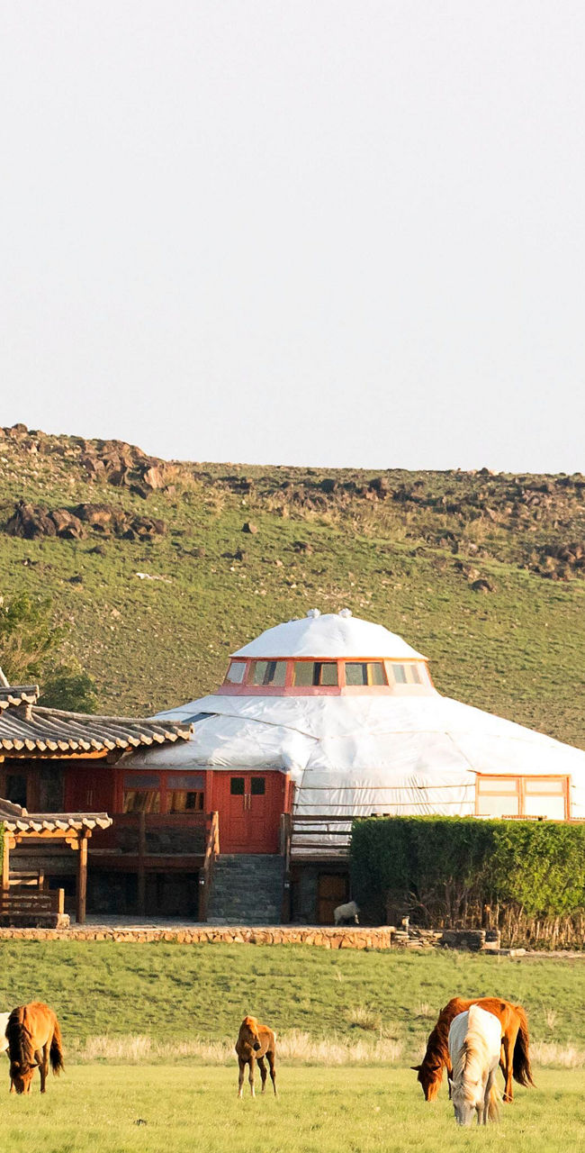 Traditional yurts and grazing horses in Mongolia