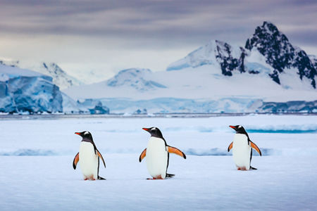 Three penguins on icy Antarctic landscape