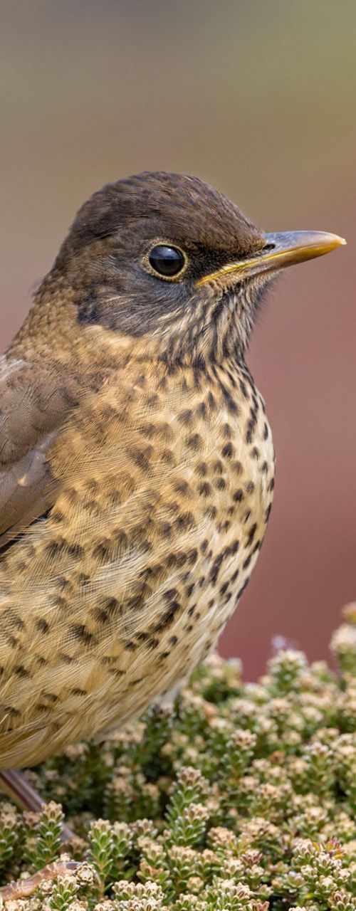 Speckled bird perched on green foliage