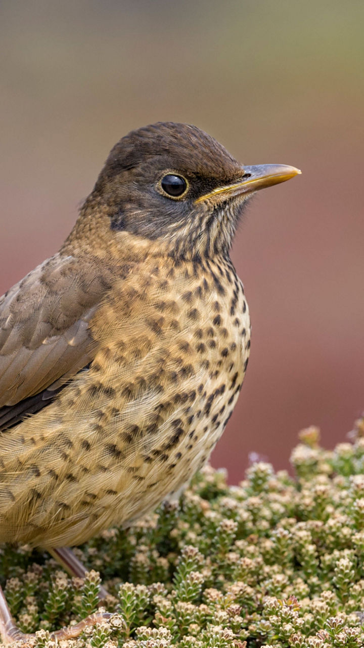 Speckled bird perched on green foliage