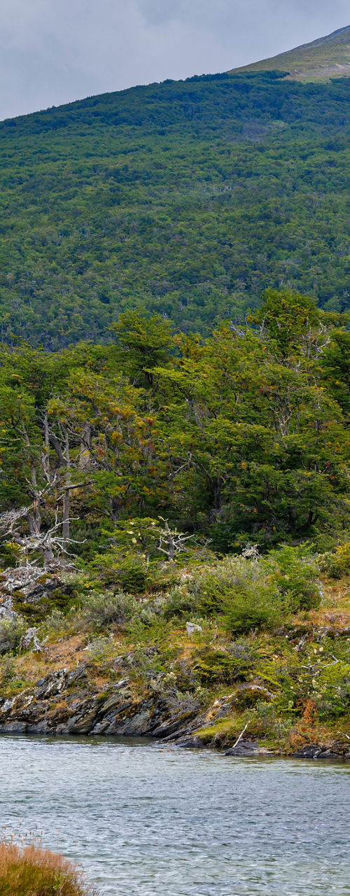 Mountain peak above lush forest and winding river