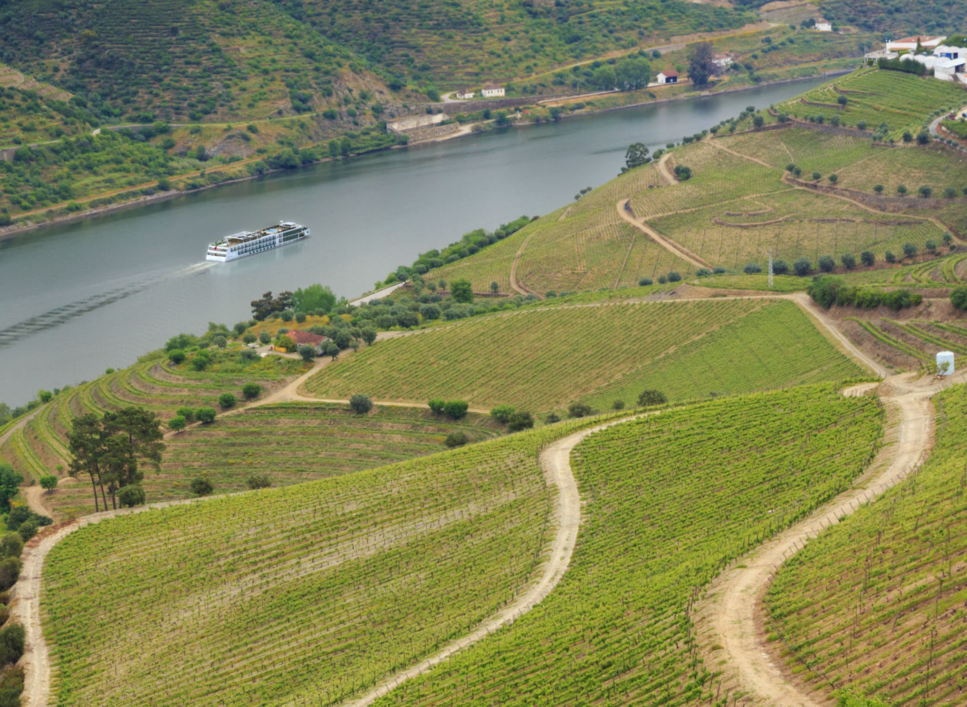 Scenic vineyard landscape with river view