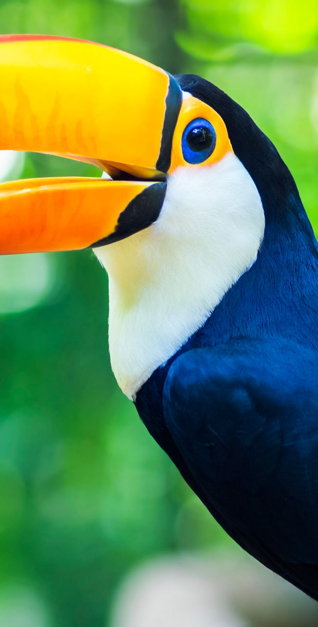 Vibrant toucan perched in lush jungle