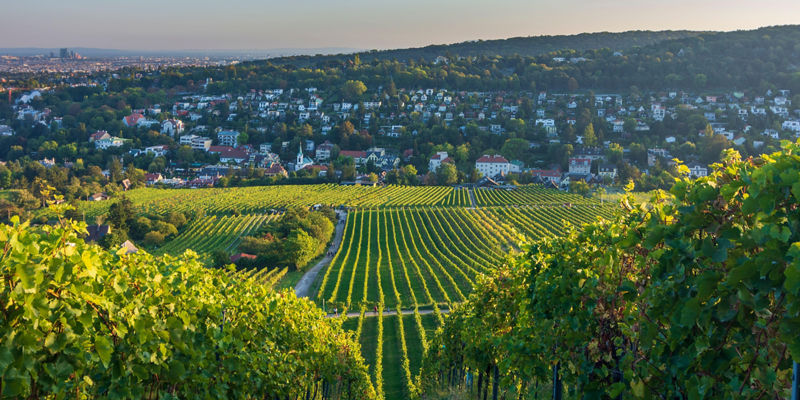 Scenic Vineyard Overlooking Residential Town