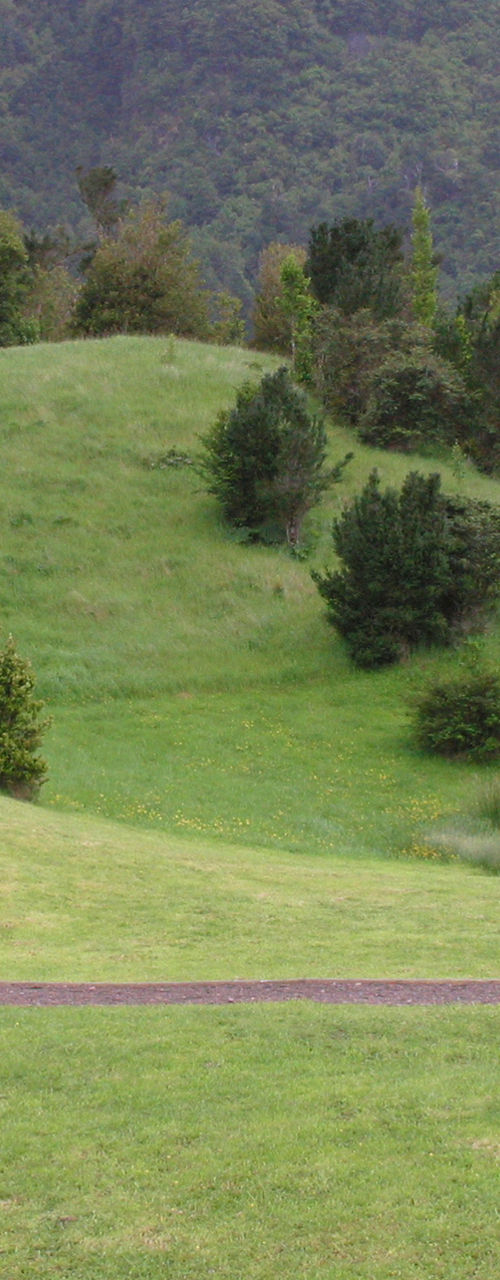 Two people walking in lush green park