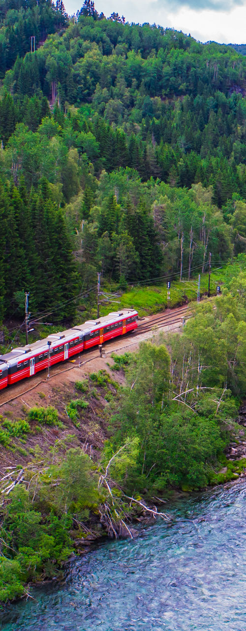 Red train traveling through lush forest valley