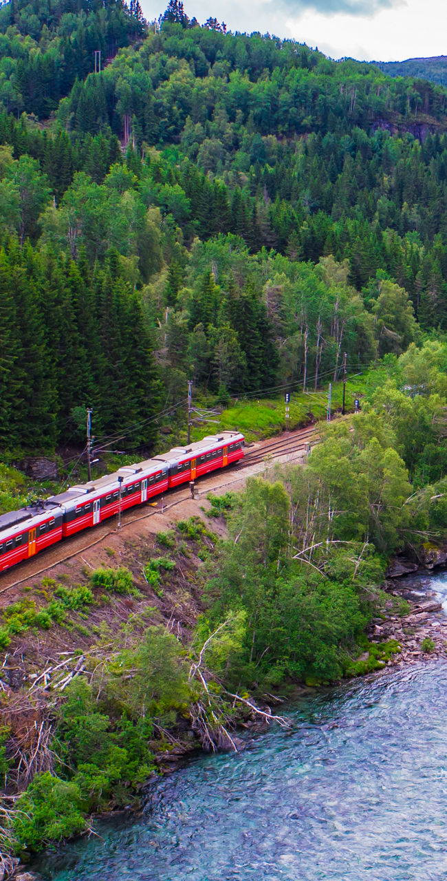 Red train traveling through lush forest valley