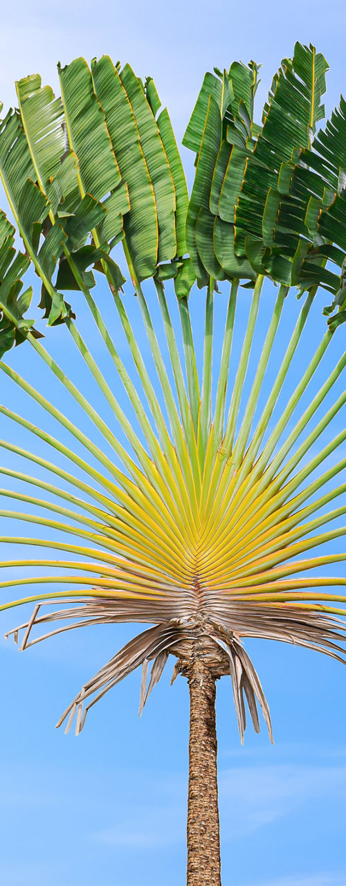 Fan-shaped palm tree under blue sky
