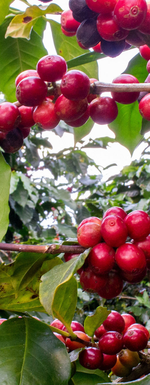 Ripe coffee cherries on lush green branches