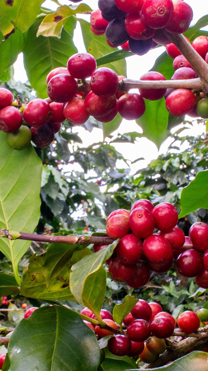 Costa Rican Agriculture & Exports