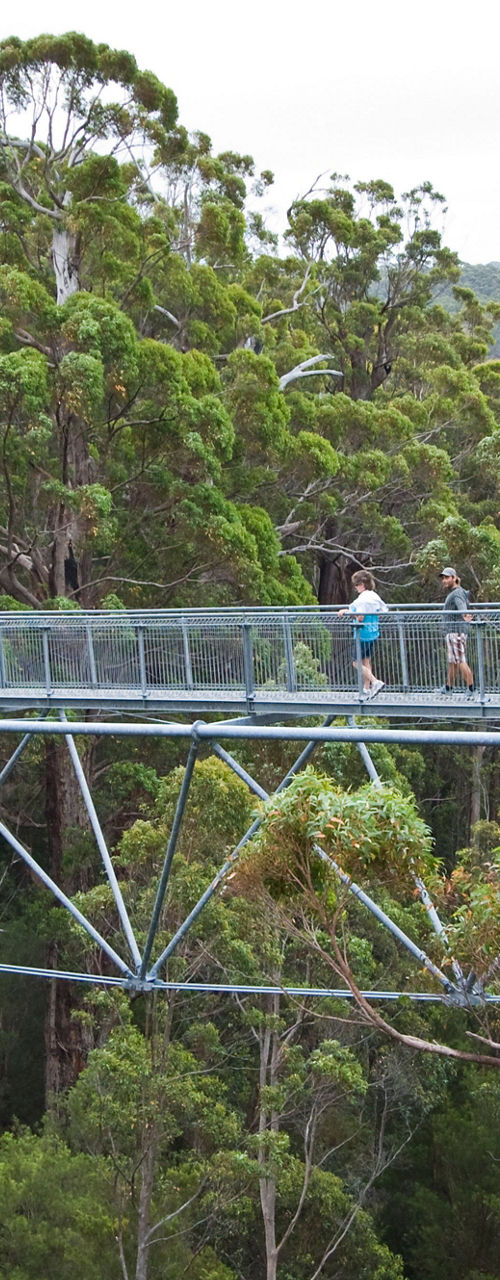 Elevated walkway through lush forest canopy