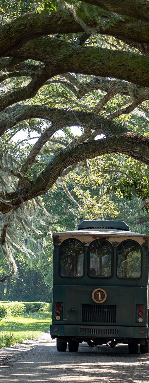 Vintage trolley under lush tree canopy