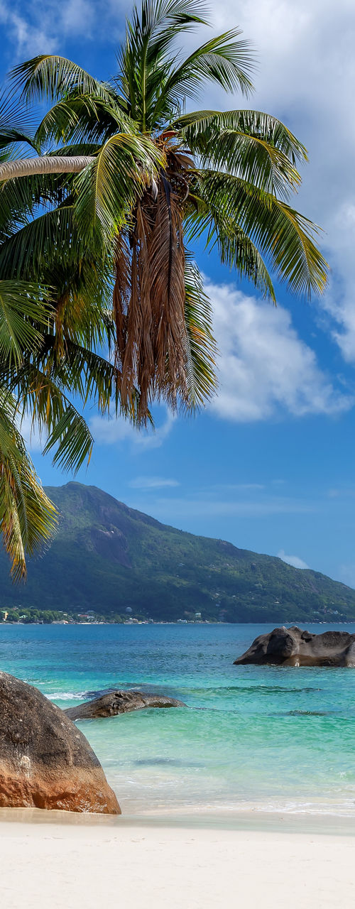 Tropical beach with palm trees and clear water