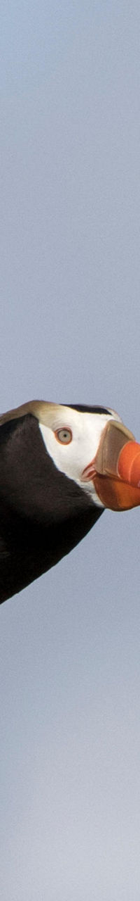 Atlantic puffin in flight against blue sky