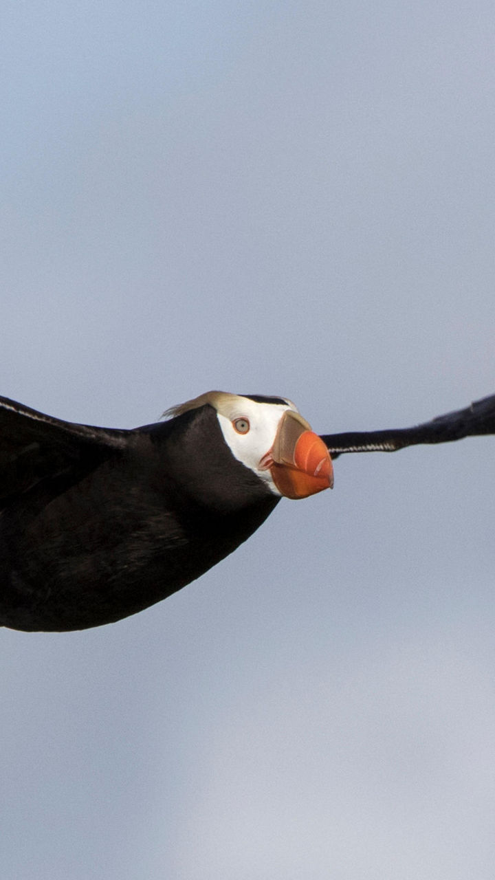 Atlantic puffin in flight against blue sky