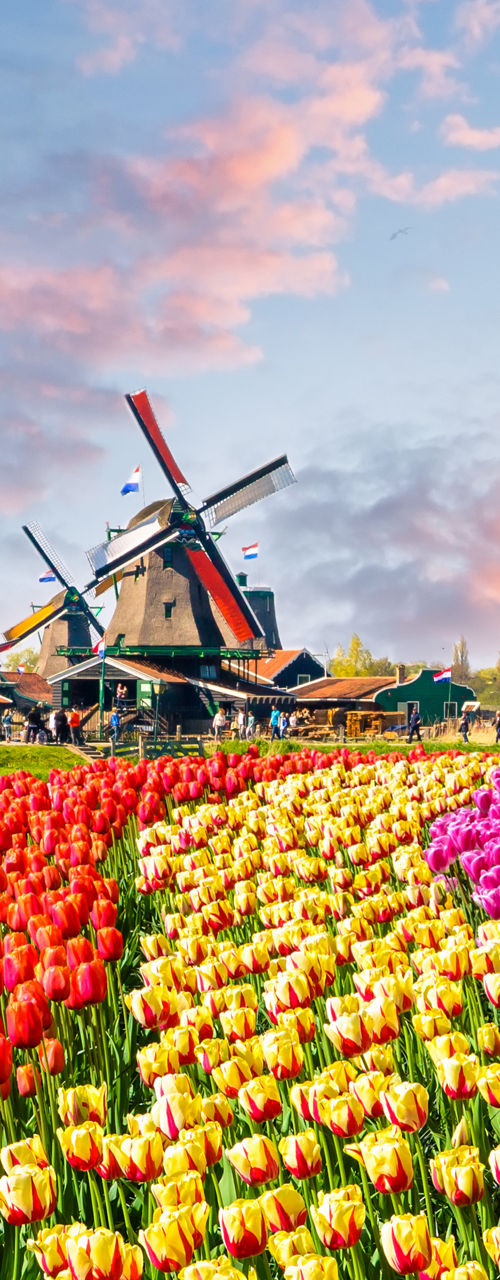 Colorful tulip fields with Dutch windmills