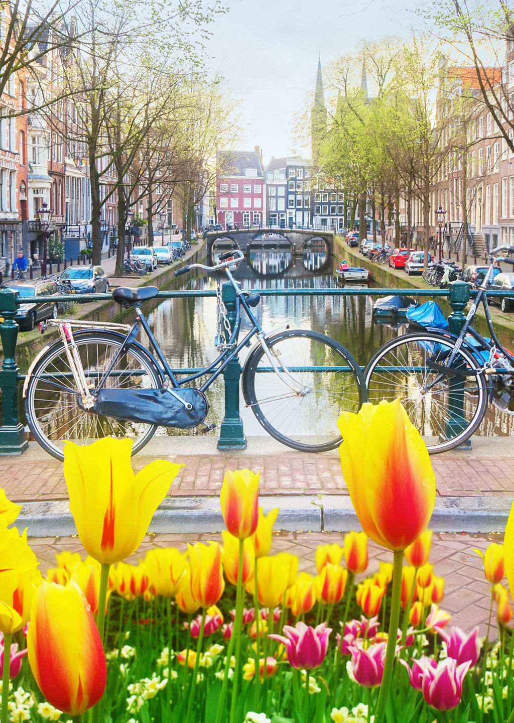 Tulips and bicycles by Amsterdam canal