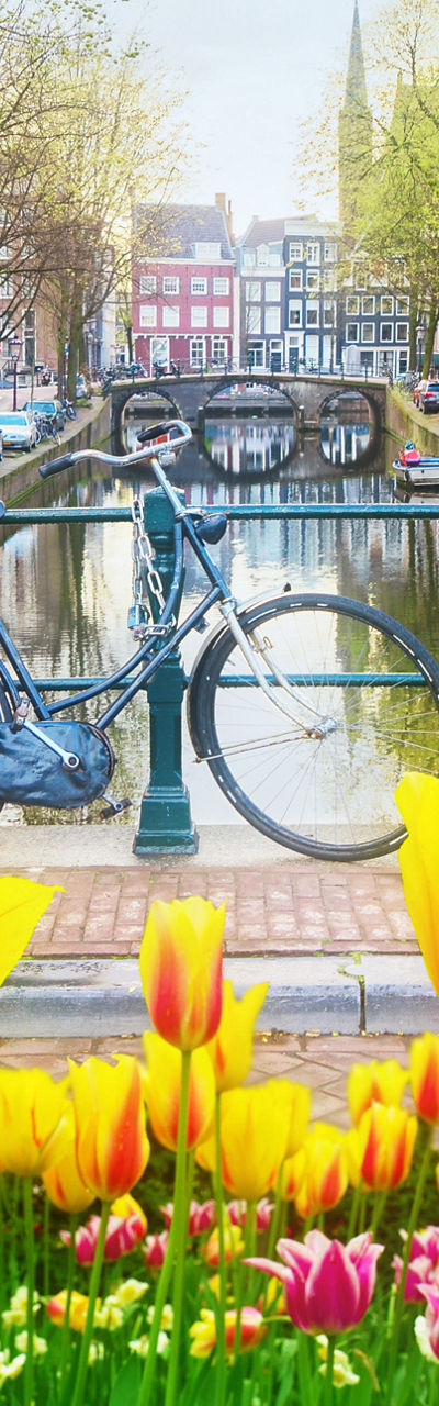 Tulips and bicycles by Amsterdam canal
