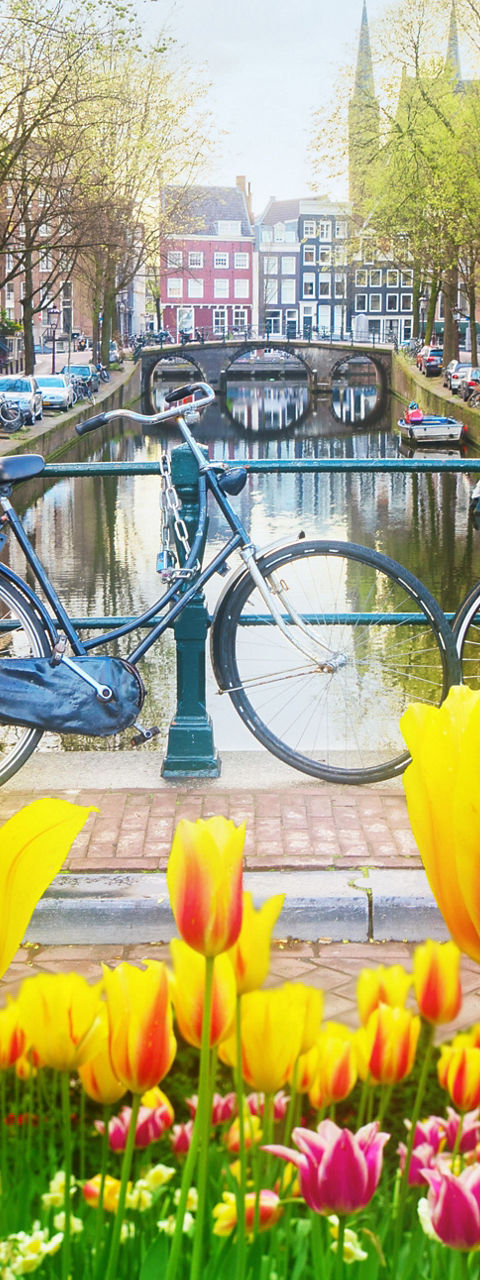 Tulips and bicycles by Amsterdam canal