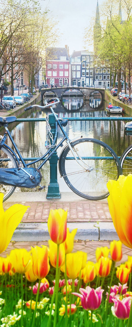 Tulips and bicycles by Amsterdam canal