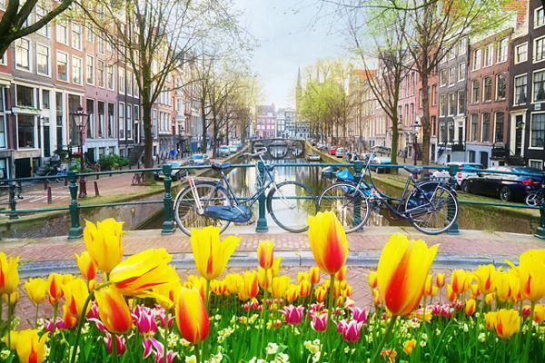 Tulips and bicycles by Amsterdam canal
