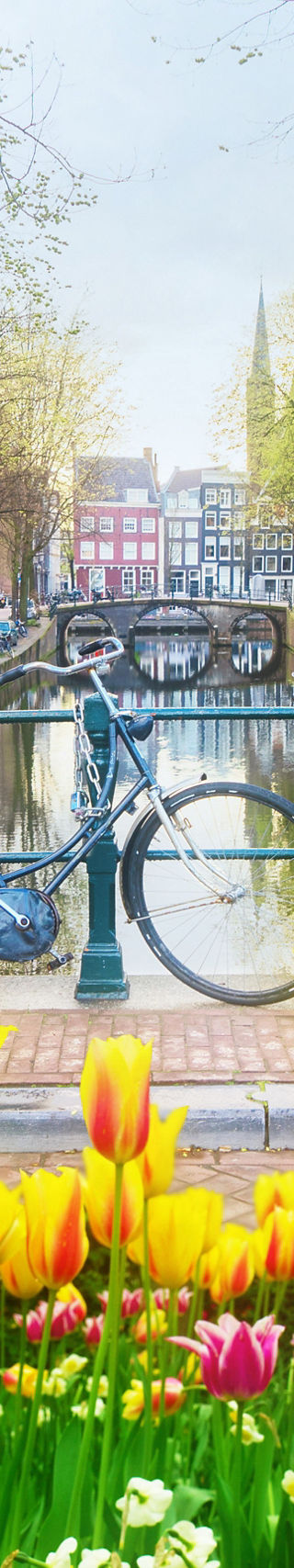 Tulips and bicycles by Amsterdam canal