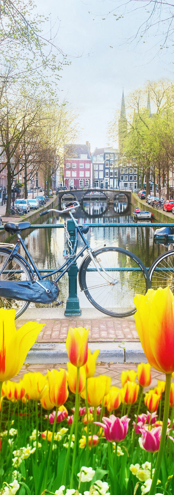 Tulips and bicycles by Amsterdam canal