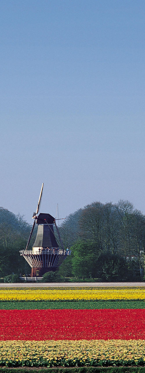 Dutch windmill with colorful tulip fields