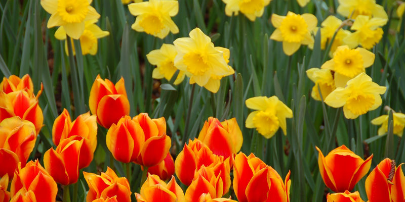 Bright tulips and daffodils in spring garden