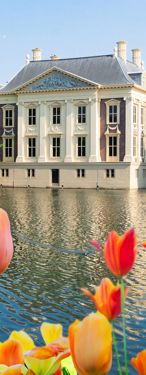 Historic Dutch building with tulips in foreground