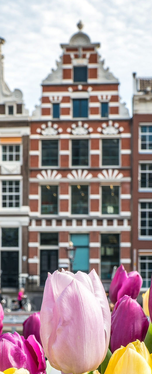 Colorful tulips with Amsterdam canal houses
