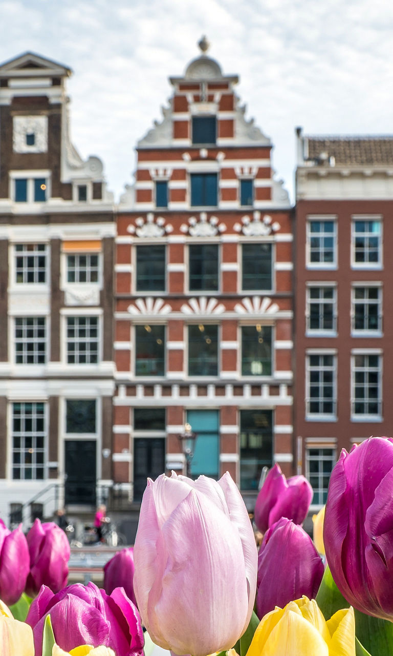 Colorful tulips with Amsterdam canal houses