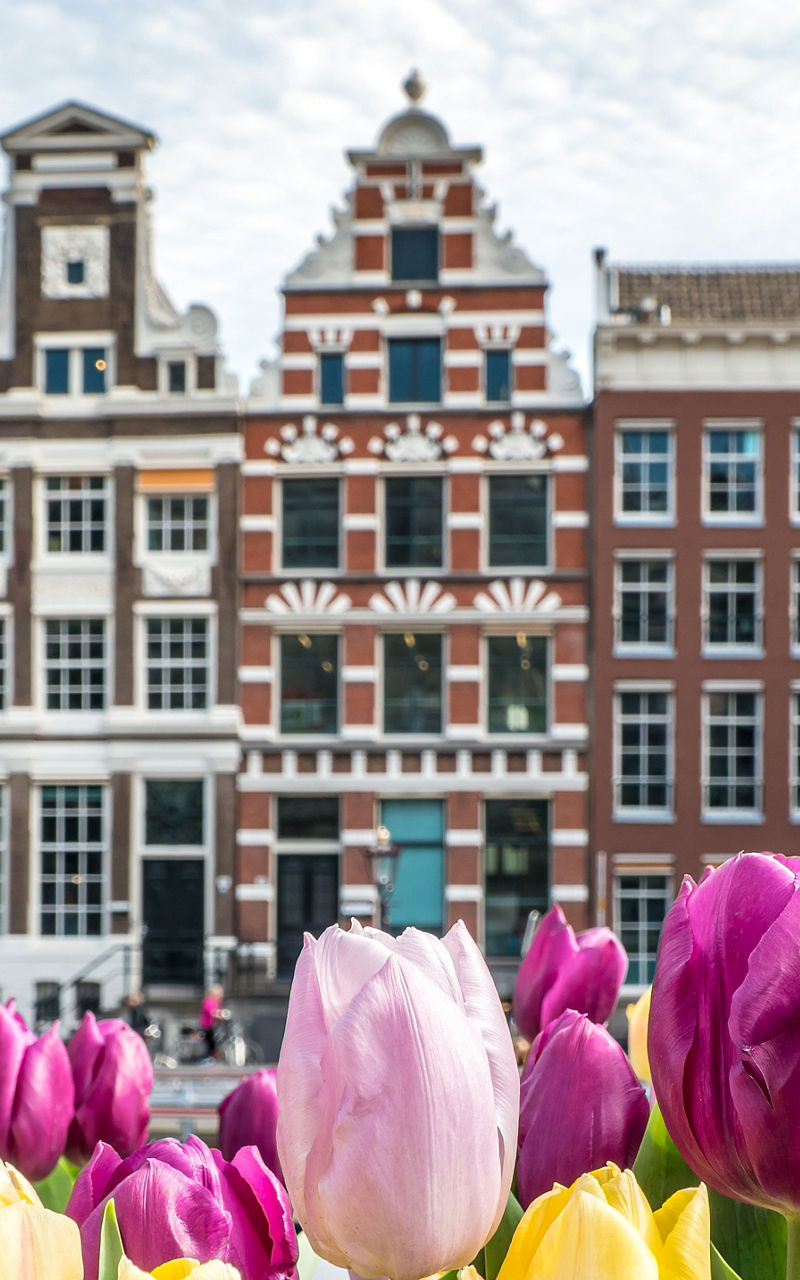 Colorful tulips with Amsterdam canal houses