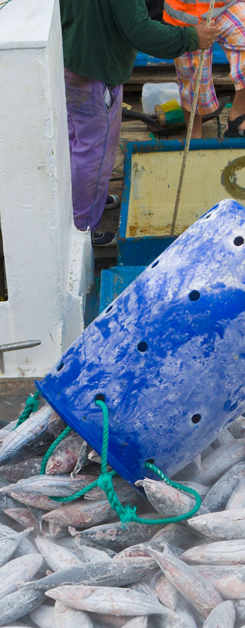Fishermen unloading fresh tuna catch