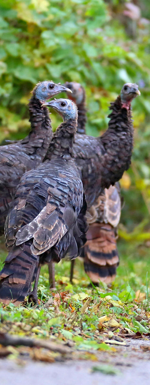 Group of wild turkeys in forest setting