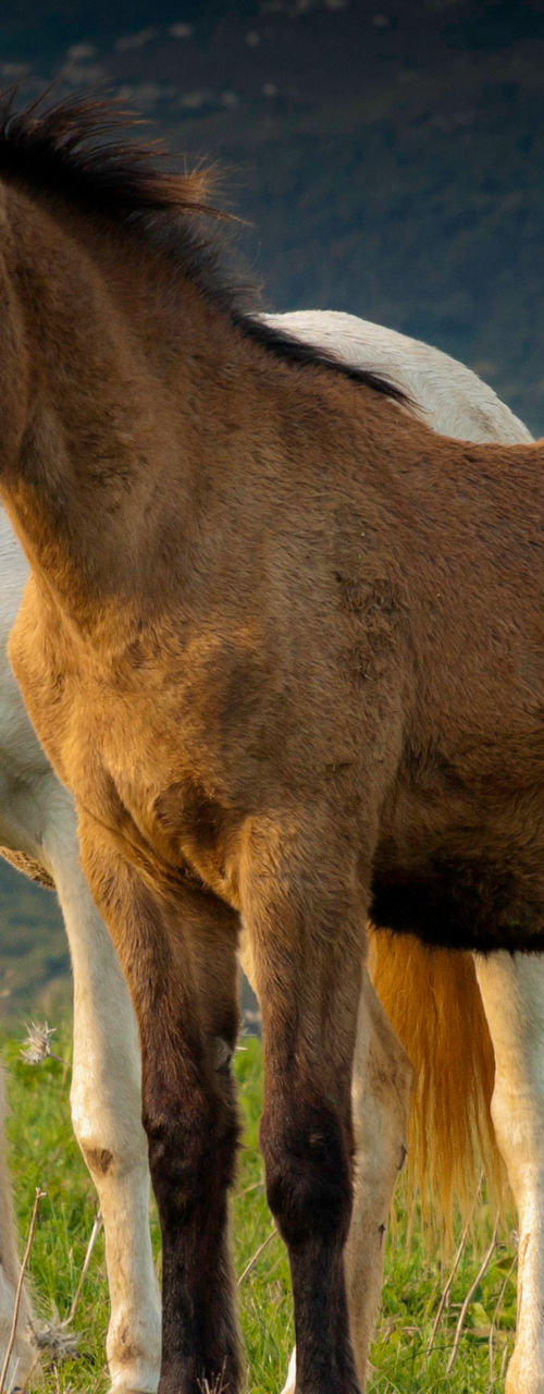 Two horses grazing in scenic meadow