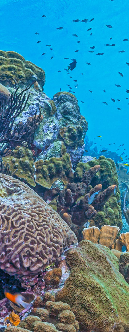 Vibrant Coral Reef Ecosystem Underwater Scene