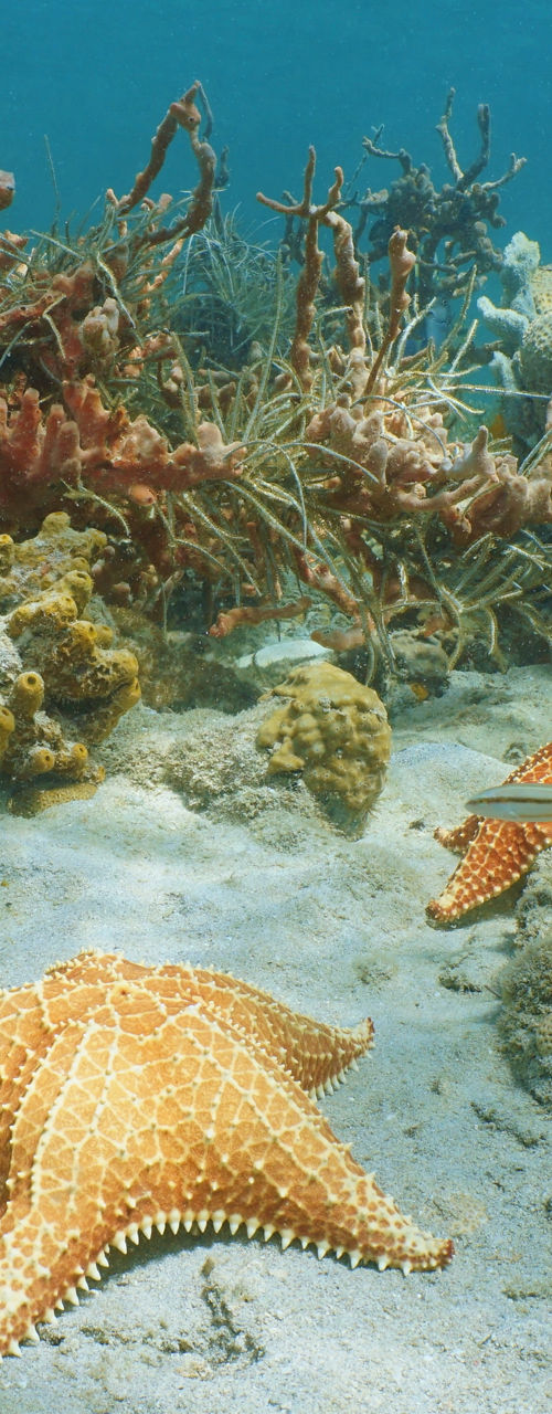 Starfish Resting on Vibrant Coral Reef Seafloor