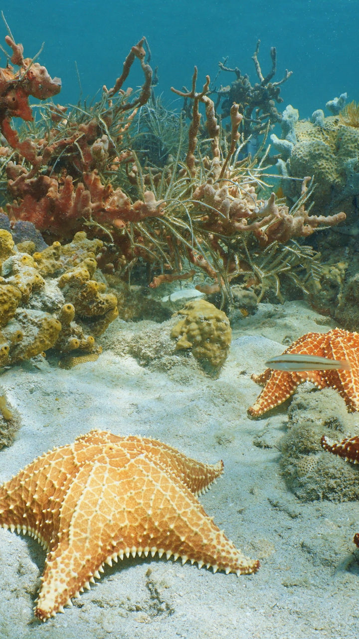 Reef Snorkeling