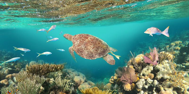 Sea turtle swimming in coral reef habitat