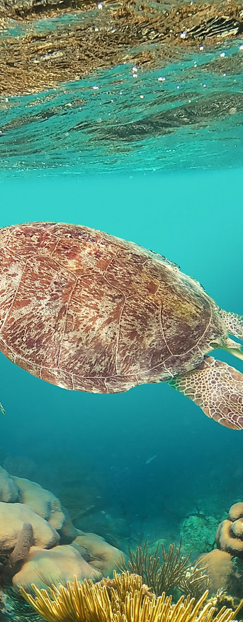Sea turtle swimming in coral reef habitat